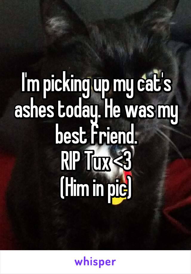 I'm picking up my cat's ashes today. He was my best friend.
RIP Tux <3
(Him in pic)