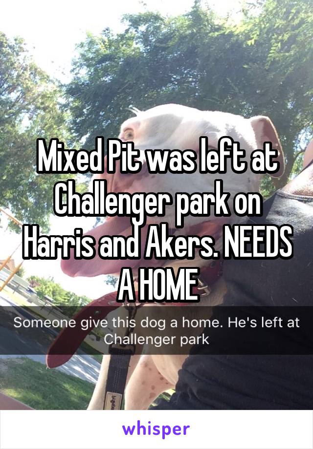 Mixed Pit was left at Challenger park on Harris and Akers. NEEDS A HOME