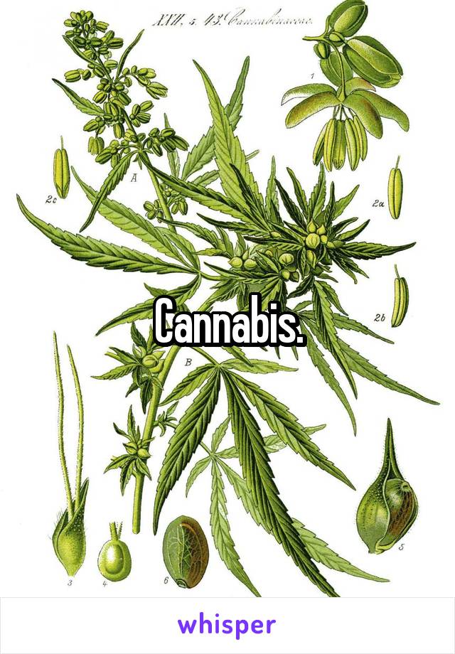 Cannabis.