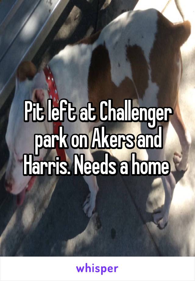 Pit left at Challenger park on Akers and Harris. Needs a home 