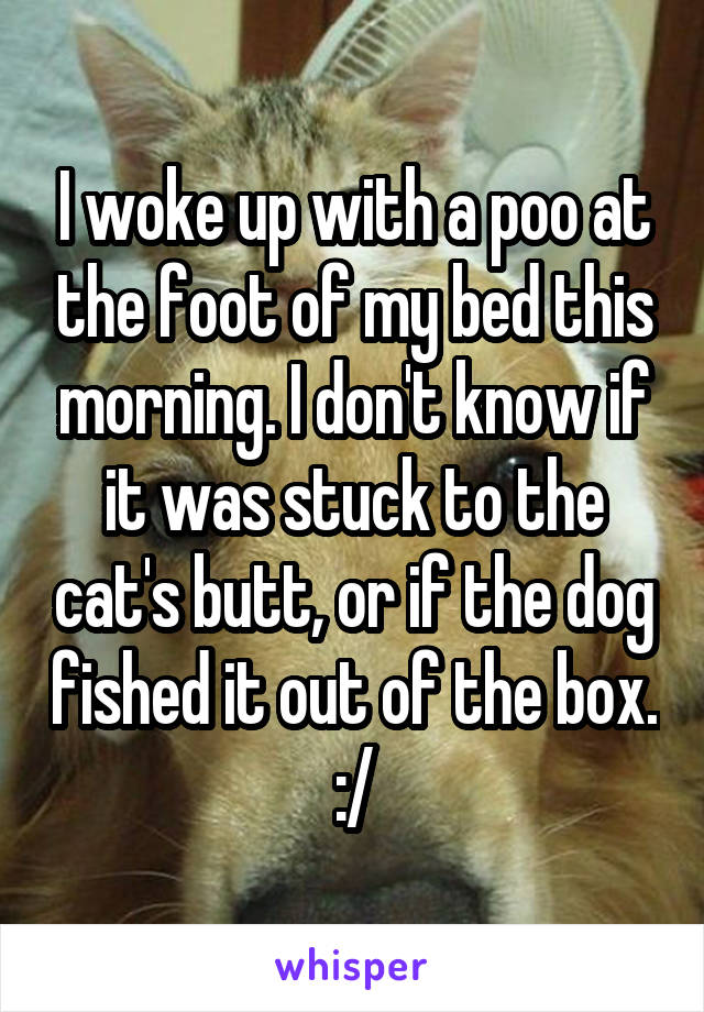 I woke up with a poo at the foot of my bed this morning. I don't know if it was stuck to the cat's butt, or if the dog fished it out of the box. :/