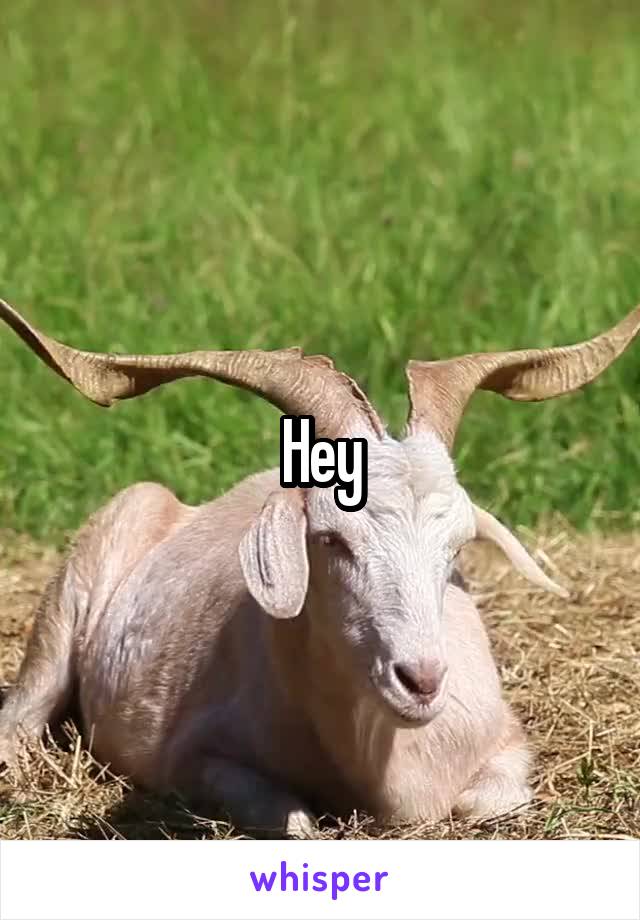 Hey