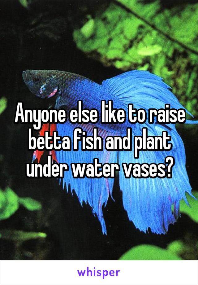 Anyone else like to raise betta fish and plant under water vases?