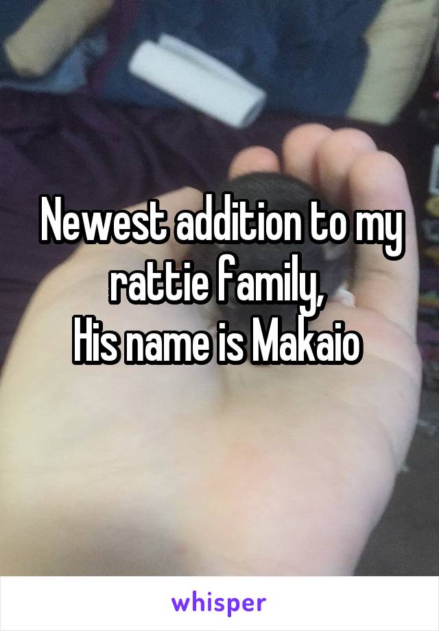 Newest addition to my rattie family, 
His name is Makaio 
