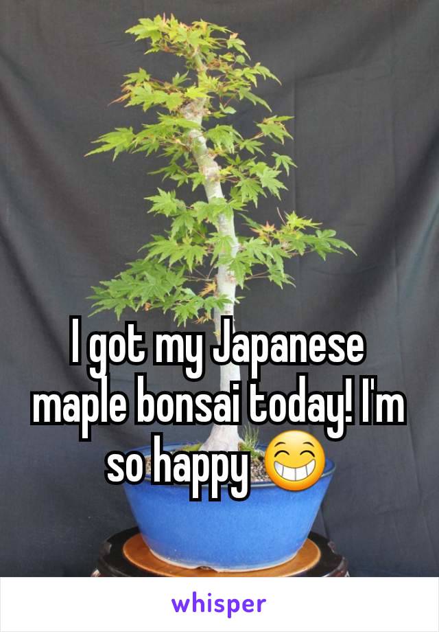 I got my Japanese maple bonsai today! I'm so happy 😁