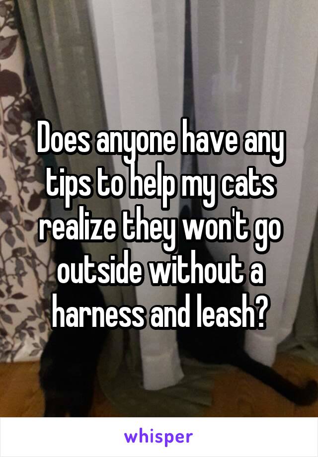 Does anyone have any tips to help my cats realize they won't go outside without a harness and leash?