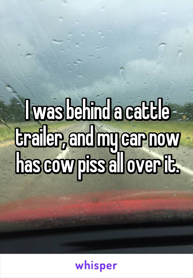 I was behind a cattle trailer, and my car now has cow piss all over it.