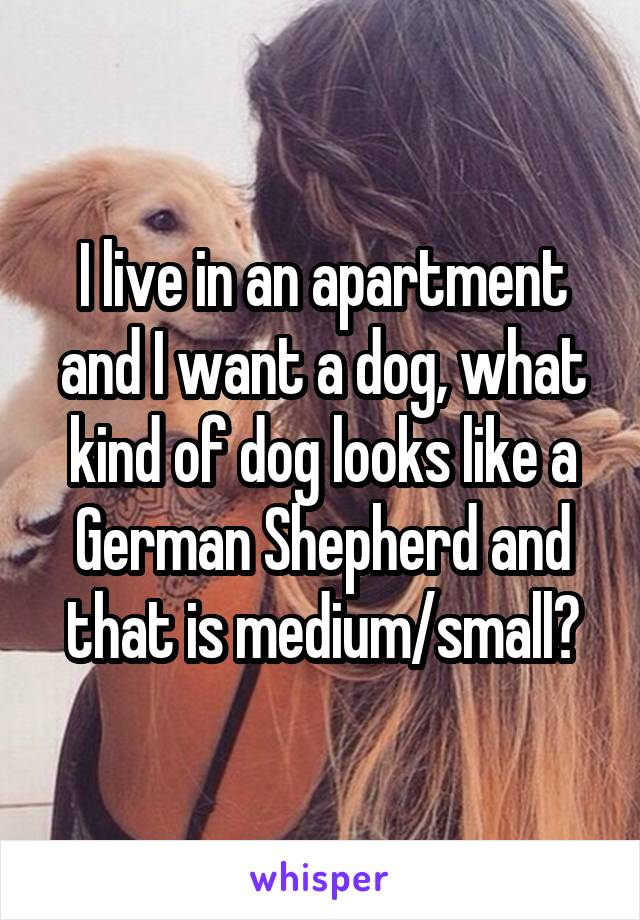 I live in an apartment and I want a dog, what kind of dog looks like a German Shepherd and that is medium/small?