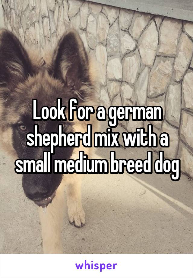 Look for a german shepherd mix with a small medium breed dog