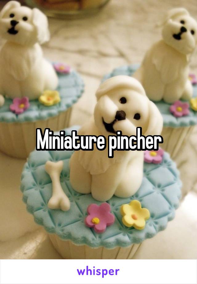 Miniature pincher