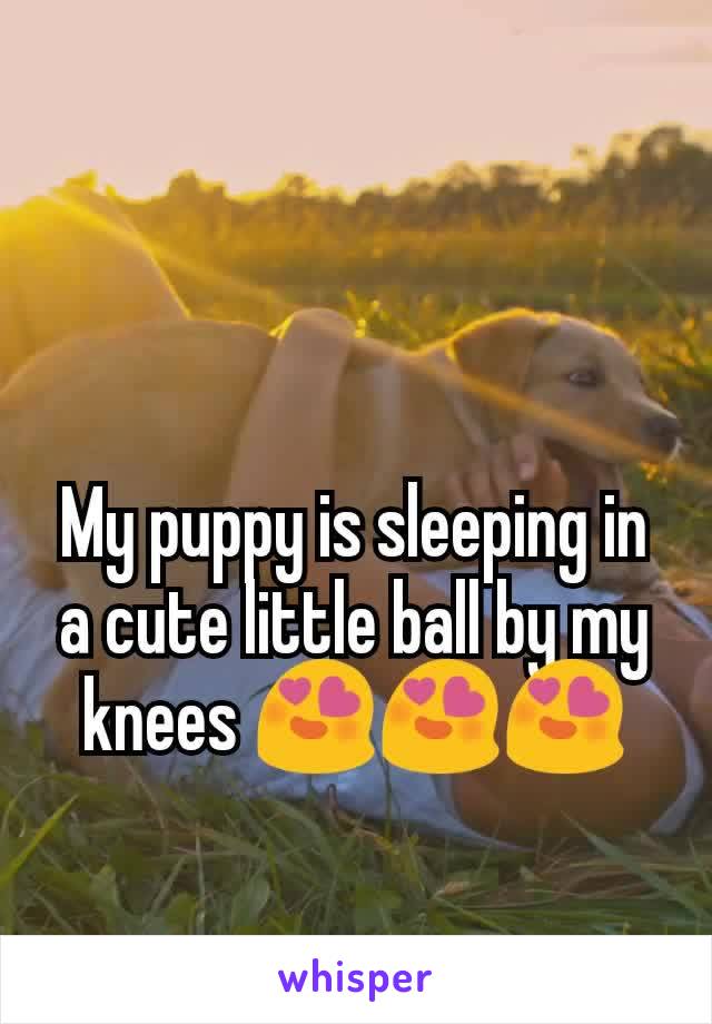 My puppy is sleeping in a cute little ball by my knees 😍😍😍