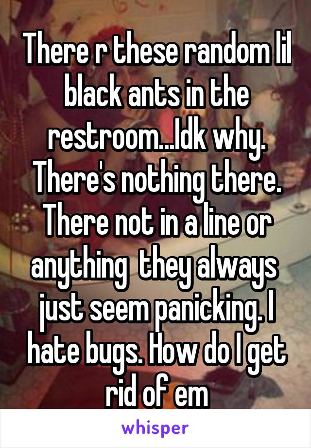 There r these random lil black ants in the restroom...Idk why. There's nothing there. There not in a line or anything  they always  just seem panicking. I hate bugs. How do I get rid of em