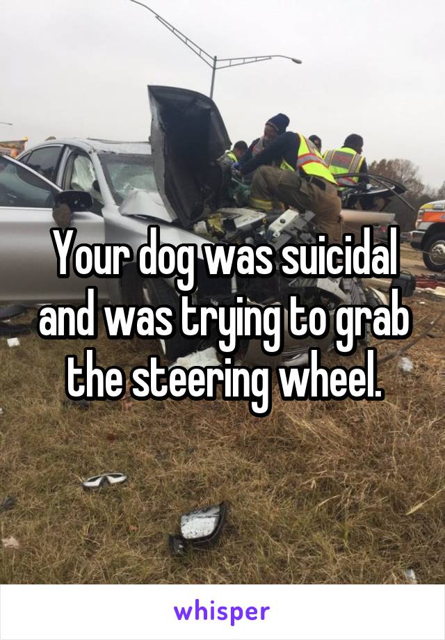 Your dog was suicidal and was trying to grab the steering wheel.