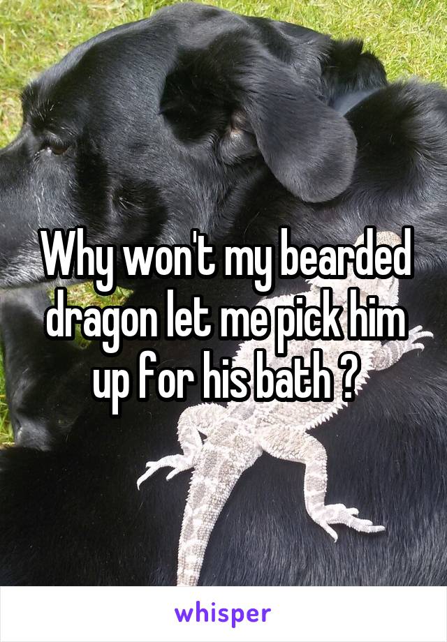 Why won't my bearded dragon let me pick him up for his bath ?