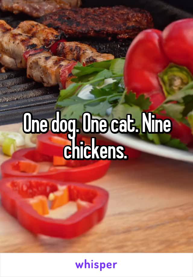 One dog. One cat. Nine chickens. 