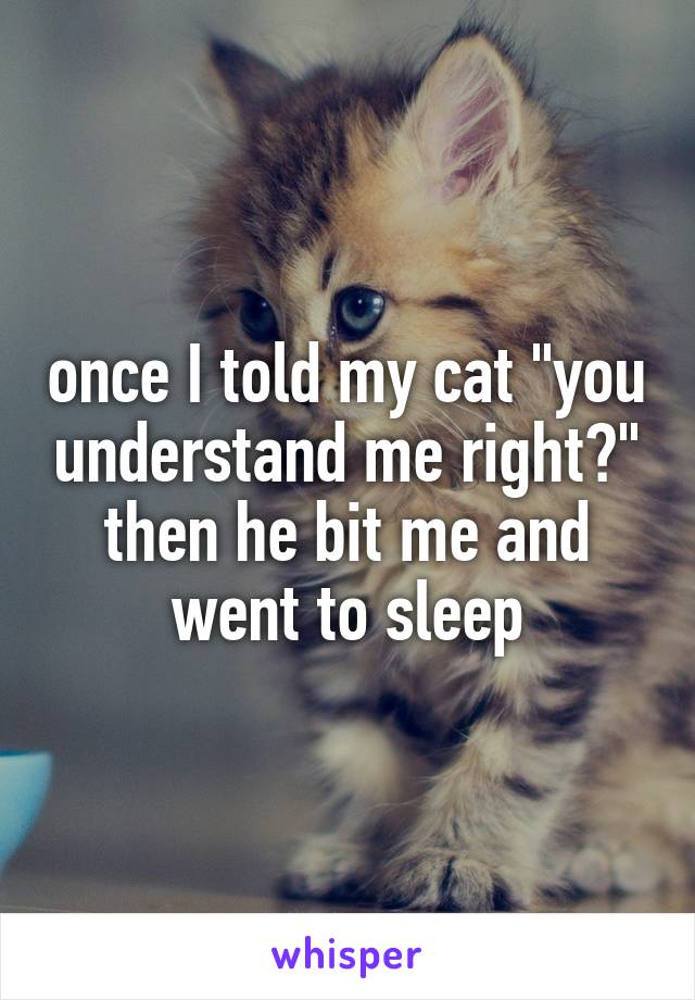 once I told my cat "you understand me right?" then he bit me and went to sleep