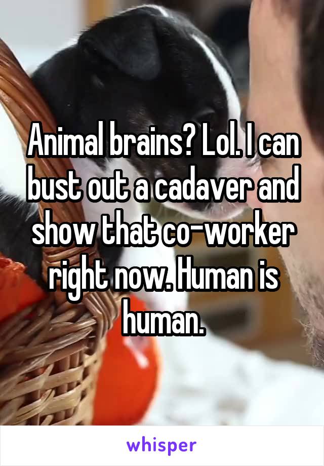 Animal brains? Lol. I can bust out a cadaver and show that co-worker right now. Human is human.