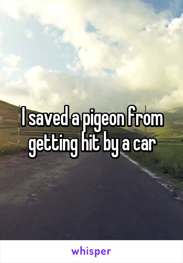 I saved a pigeon from getting hit by a car