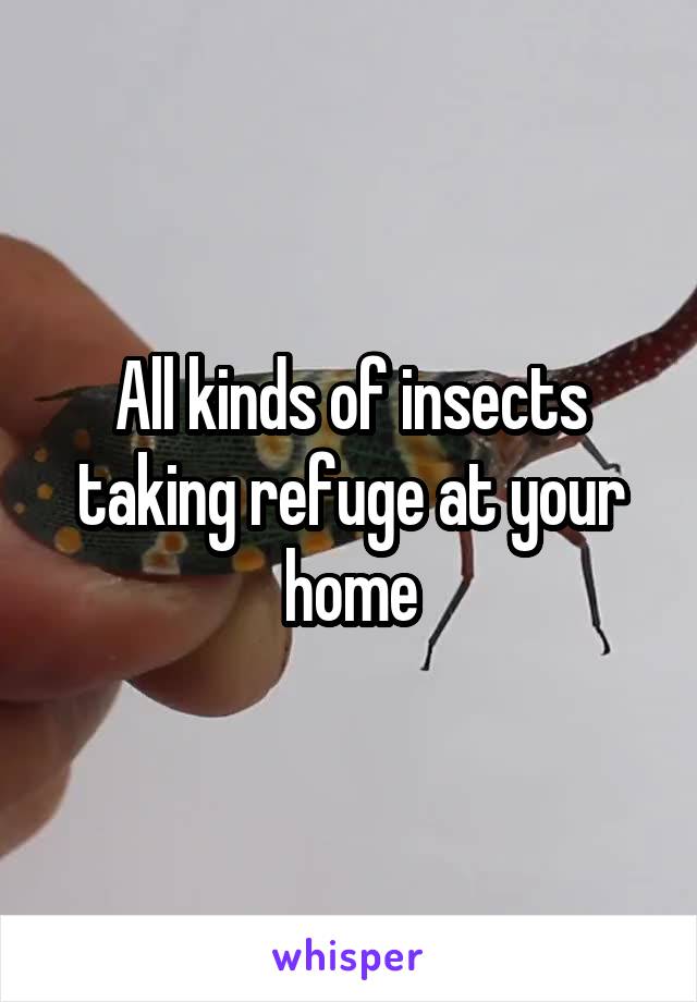 All kinds of insects taking refuge at your home