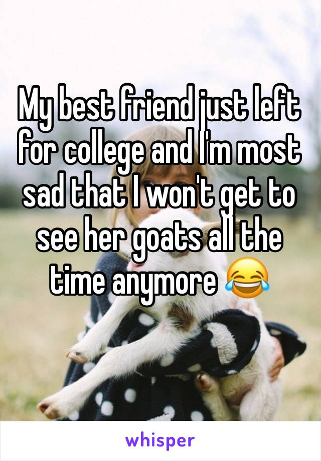 My best friend just left for college and I'm most sad that I won't get to see her goats all the time anymore 😂