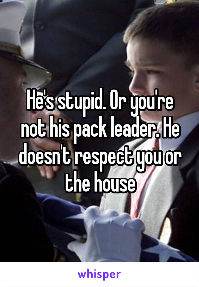 He's stupid. Or you're not his pack leader. He doesn't respect you or the house