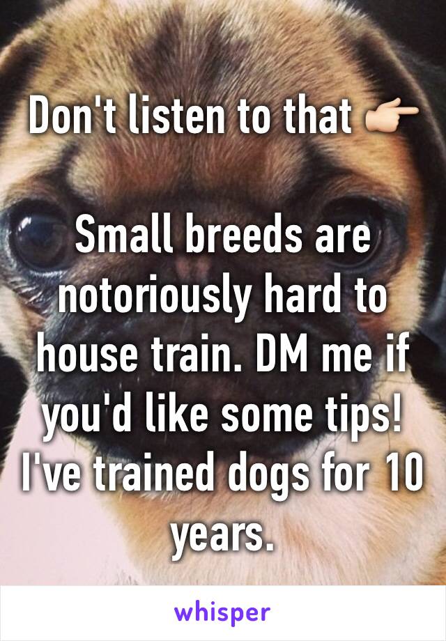 Don't listen to that 👉🏻

Small breeds are notoriously hard to house train. DM me if you'd like some tips! I've trained dogs for 10 years.