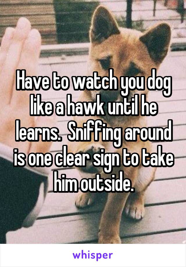 Have to watch you dog like a hawk until he learns.  Sniffing around is one clear sign to take him outside.