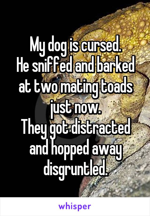 My dog is cursed.
He sniffed and barked at two mating toads just now.
They got distracted and hopped away disgruntled.