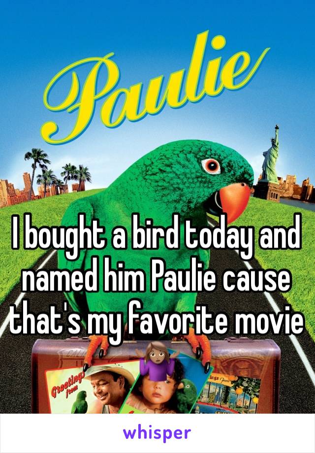 I bought a bird today and named him Paulie cause that's my favorite movie 🤷🏽‍♀️