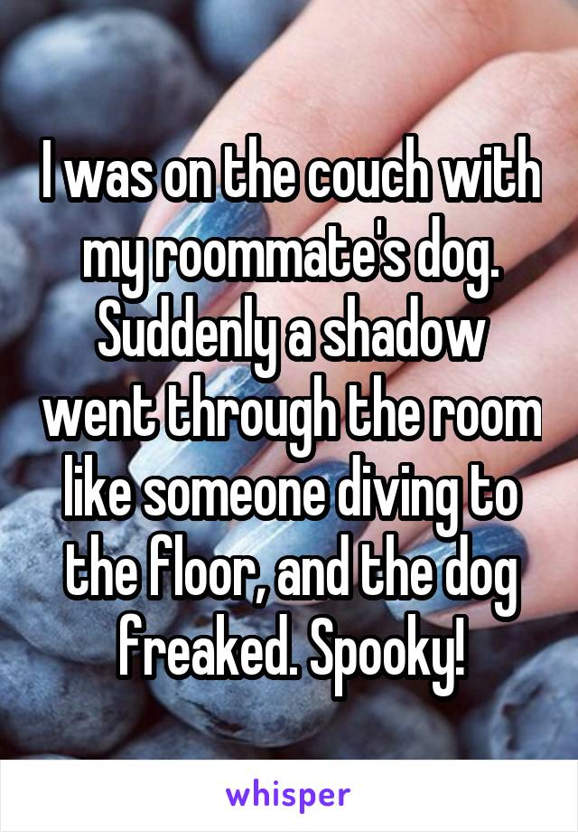 I was on the couch with my roommate's dog. Suddenly a shadow went through the room like someone diving to the floor, and the dog freaked. Spooky!