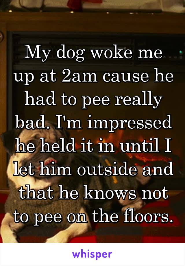 My dog woke me up at 2am cause he had to pee really bad. I'm impressed he held it in until I let him outside and that he knows not to pee on the floors.