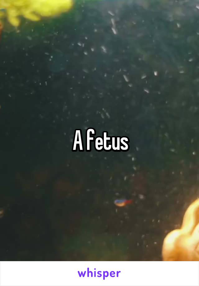 A fetus