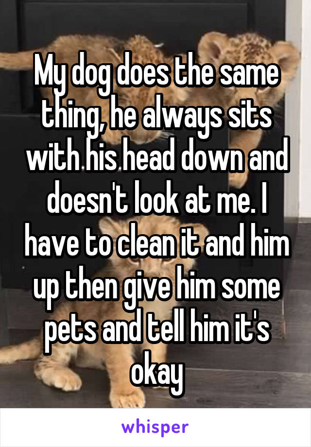 My dog does the same thing, he always sits with his head down and doesn't look at me. I have to clean it and him up then give him some pets and tell him it's okay