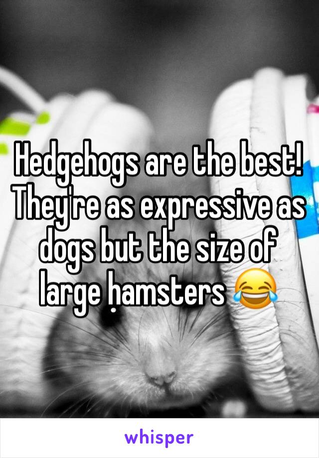 Hedgehogs are the best! They're as expressive as dogs but the size of large hamsters 😂