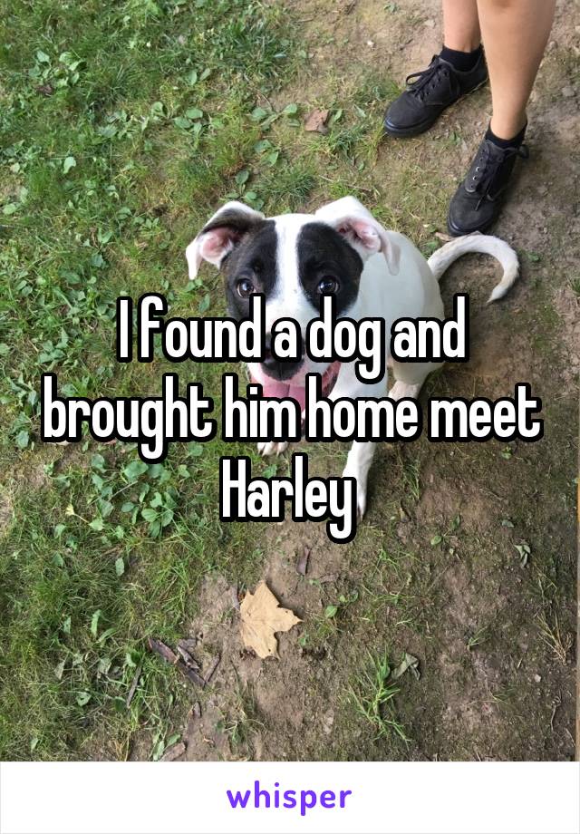 




I found a dog and brought him home meet Harley 