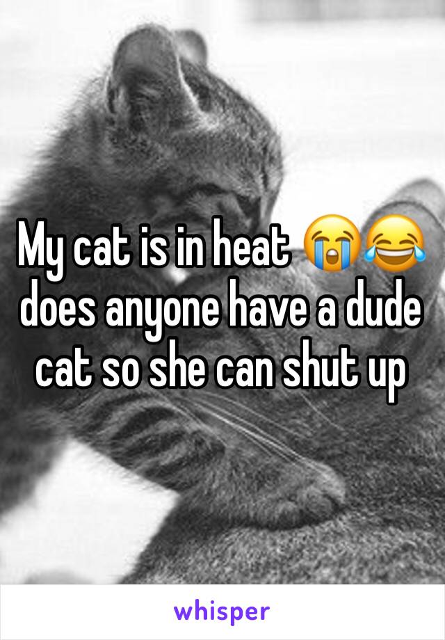 My cat is in heat 😭😂does anyone have a dude cat so she can shut up 