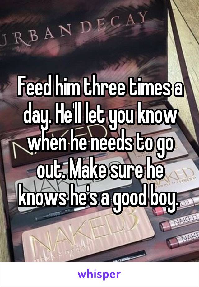 Feed him three times a day. He'll let you know when he needs to go out. Make sure he knows he's a good boy. 