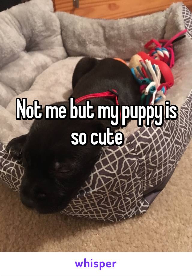 Not me but my puppy is so cute
