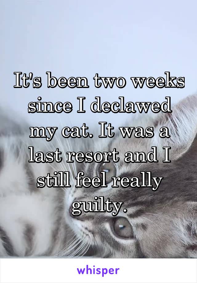 It's been two weeks since I declawed my cat. It was a last resort and I still feel really guilty.