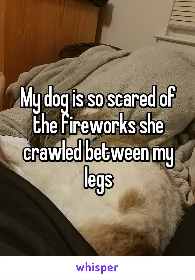 My dog is so scared of the fireworks she crawled between my legs