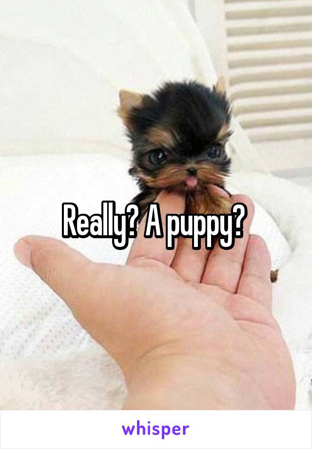 Really? A puppy? 