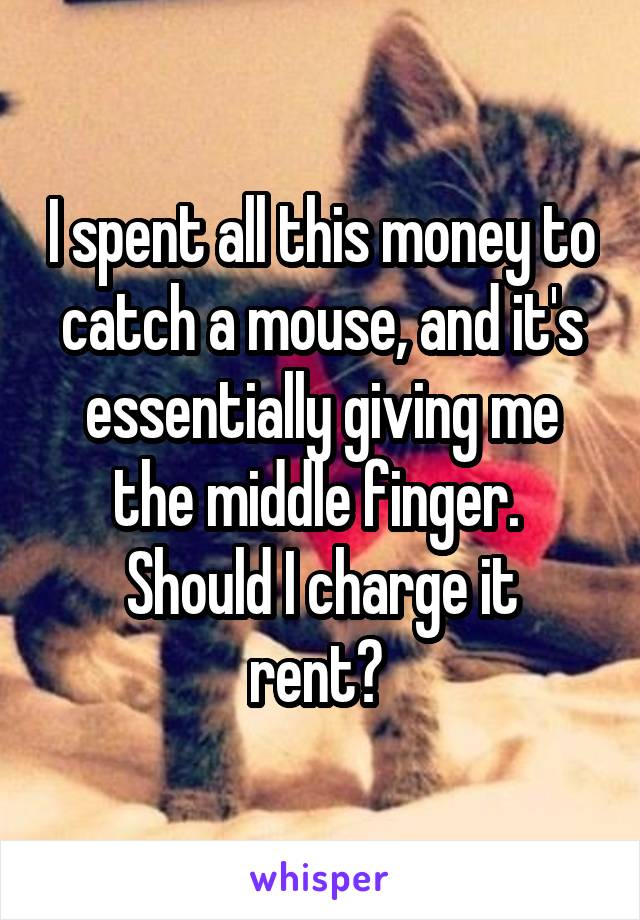 I spent all this money to catch a mouse, and it's essentially giving me the middle finger. 
Should I charge it rent? 
