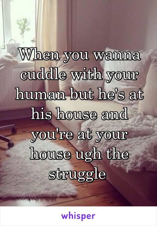 When you wanna cuddle with your human but he's at his house and you're at your house ugh the struggle 