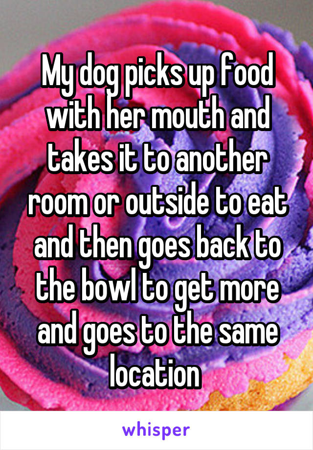 My dog picks up food with her mouth and takes it to another room or outside to eat and then goes back to the bowl to get more and goes to the same location 