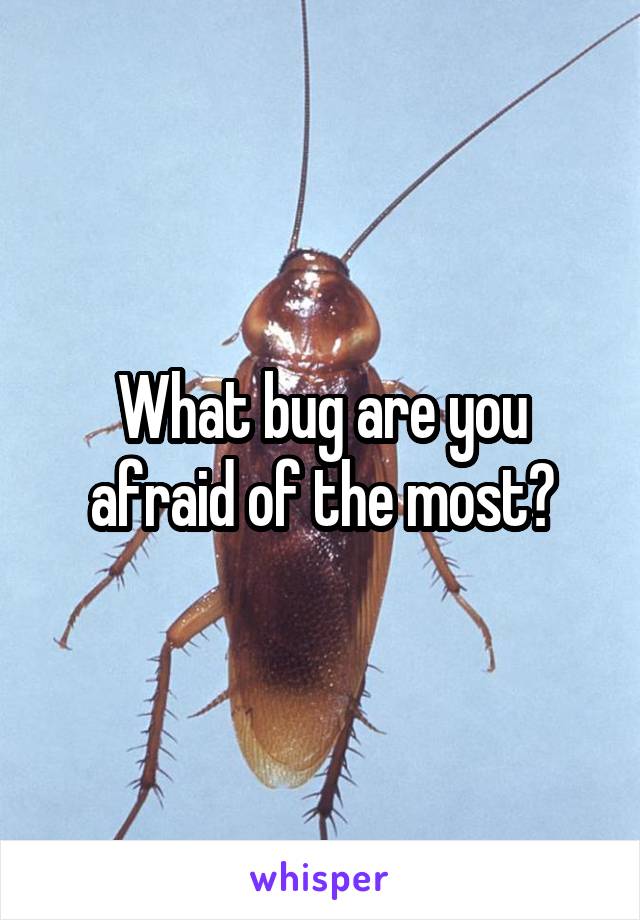 What bug are you afraid of the most?