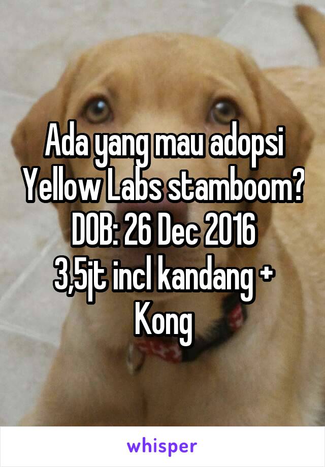 Ada yang mau adopsi Yellow Labs stamboom?
DOB: 26 Dec 2016
3,5jt incl kandang + Kong