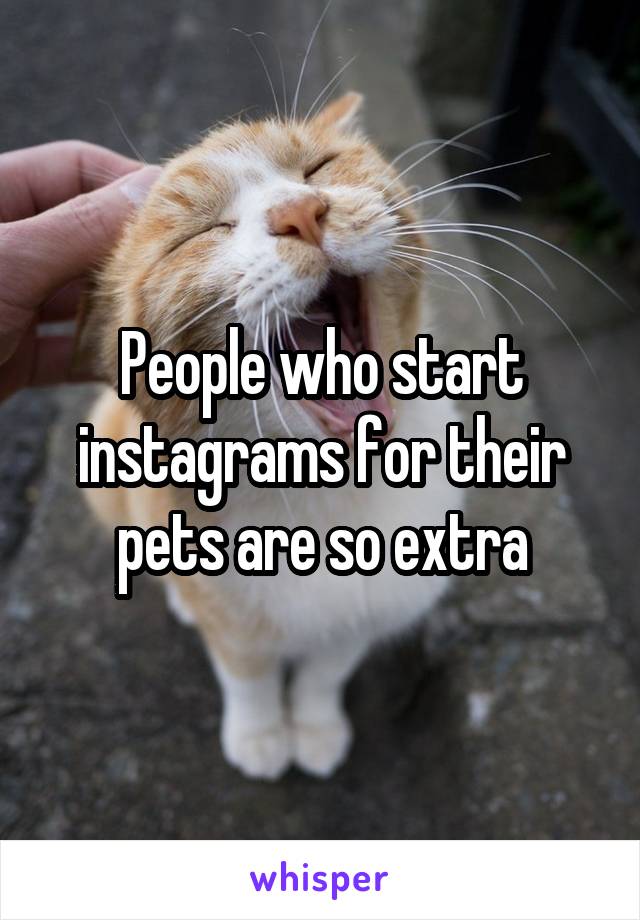 People who start instagrams for their pets are so extra