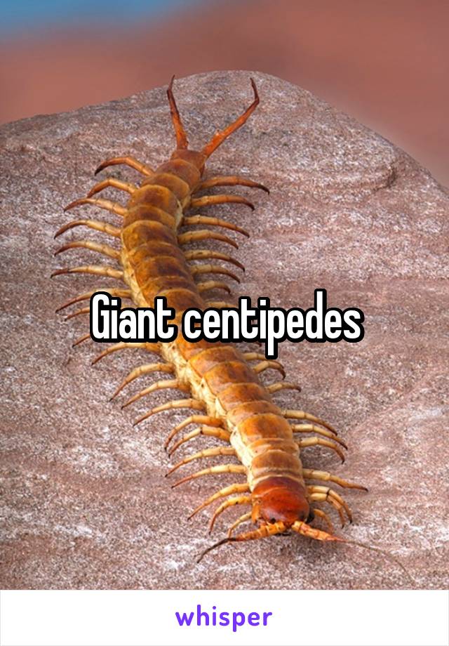 Giant centipedes