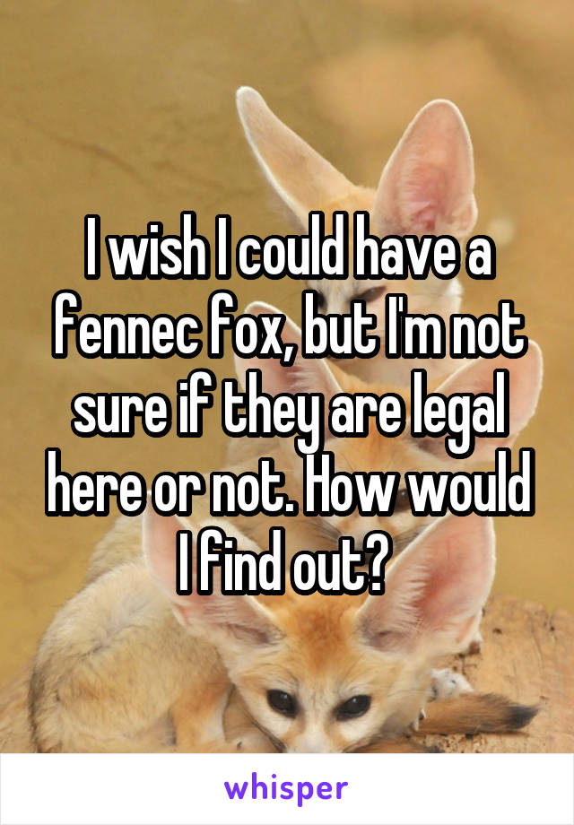 I wish I could have a fennec fox, but I'm not sure if they are legal here or not. How would I find out? 