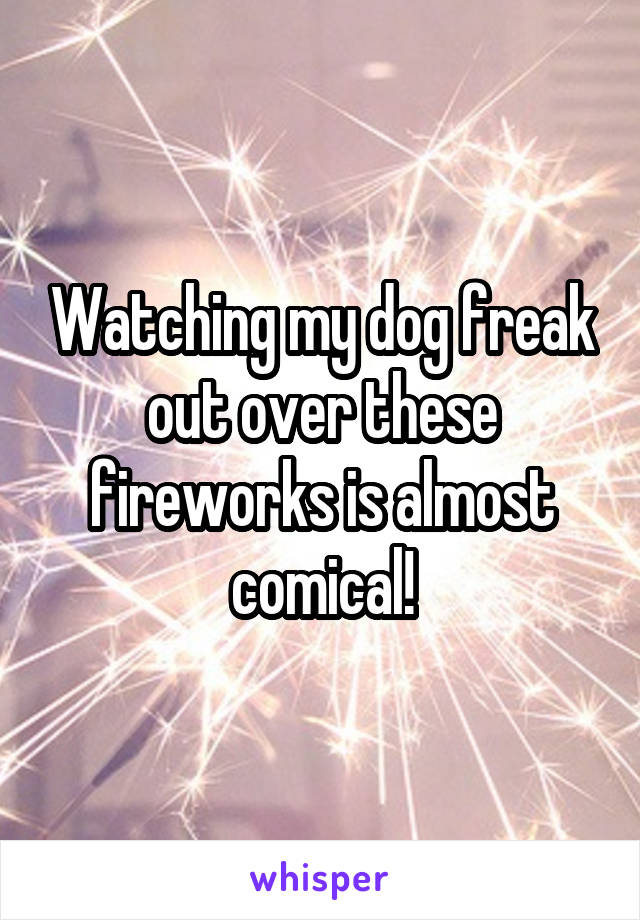 Watching my dog freak out over these fireworks is almost comical!